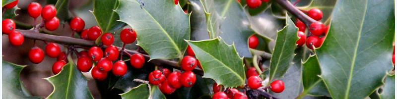 Holly, ilex, Birth Flower, December Birth Flower, Birth Flowers, Birth Month Flower